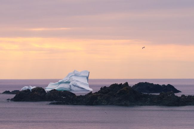 Newfoundland's Rugged Landscapes: A Photographic Journey Through Untamed Beauty