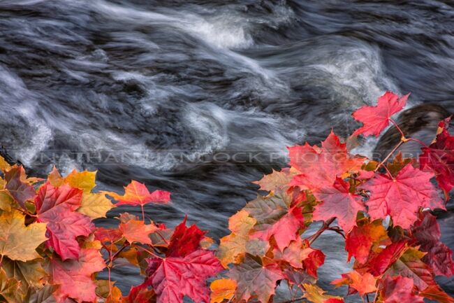 Refresh Your Home with the Seasons: The Art of Seasonal Decor
